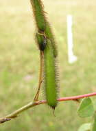 Sivun Indigofera hirsuta L. kuva