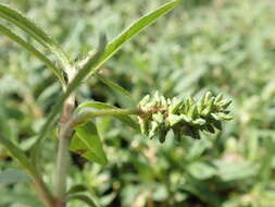 Sivun Persicaria prostrata (R. Br.) Sojak kuva