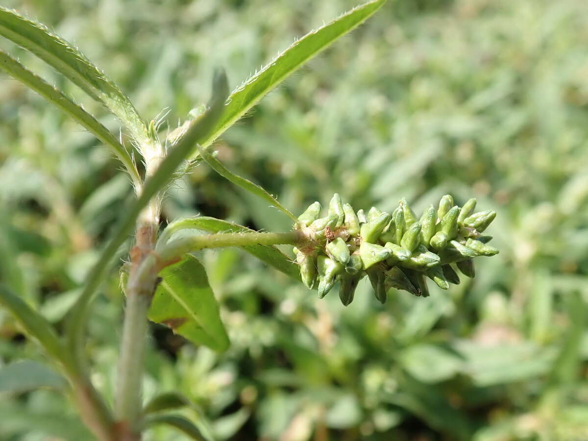 Sivun Persicaria prostrata (R. Br.) Sojak kuva