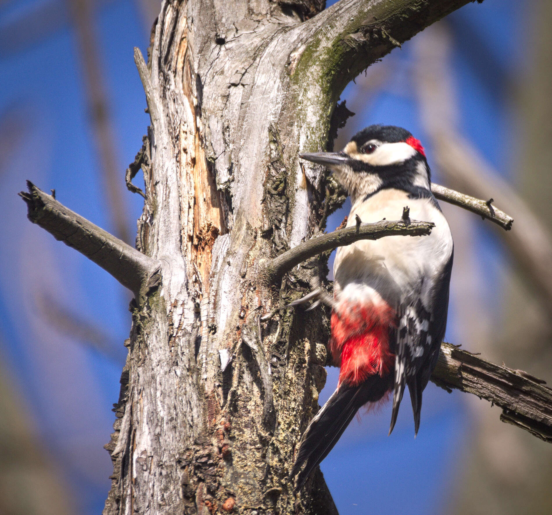 Image of Great Spotted Woodpecker