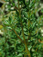 Image of Common Thyme