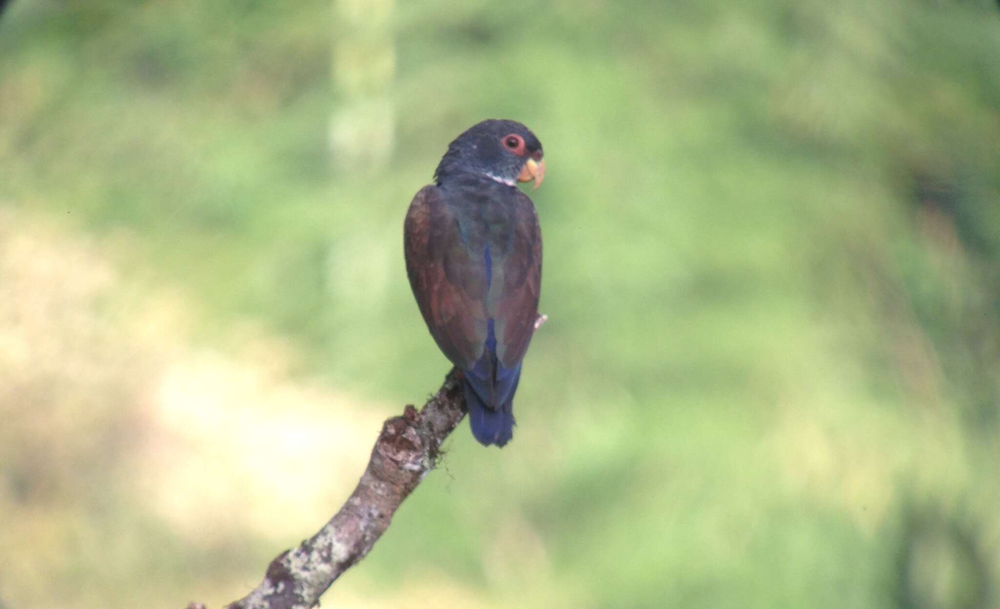 Image of Bronze-winged Parrot