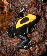 Image of Dyeing Poison Frog