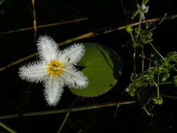 Image of Water-snowflake