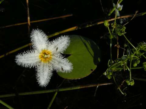 Image of Water-snowflake