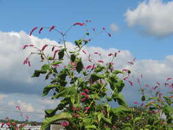 Persicaria orientalis (L.) Spach resmi