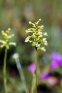 Image of Green Woodland Orchid