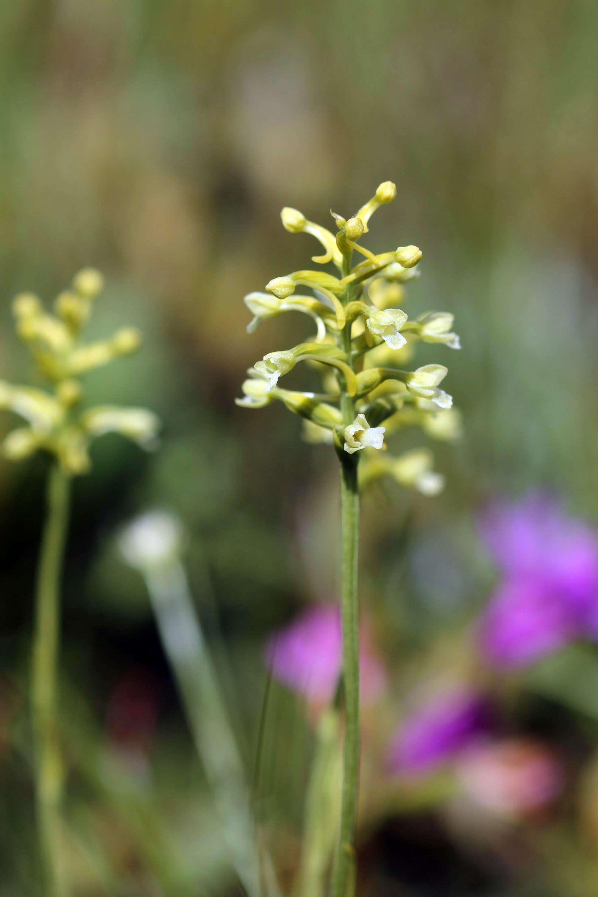 Image of Green Woodland Orchid