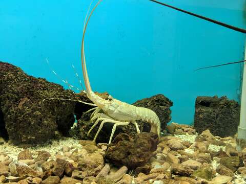 Image of Scalloped Spiny Lobster