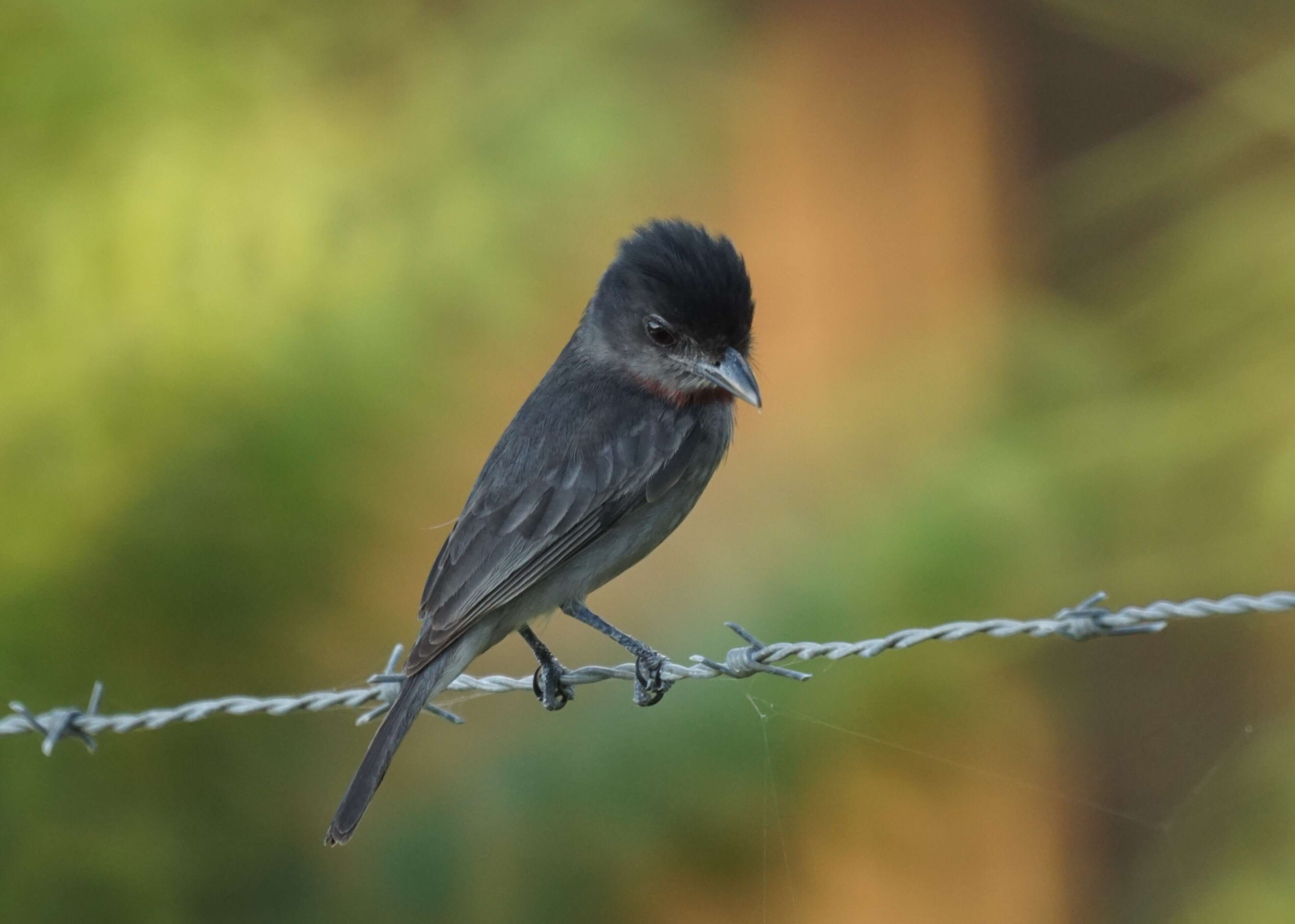 Pachyramphus aglaiae (Lafresnaye 1839) resmi