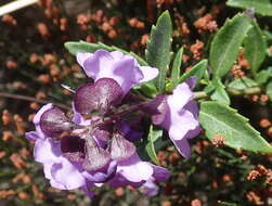 Image of Lilac Mint-bush