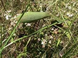 Image of Chinese mantis