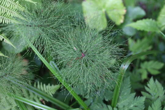 Image of Wood Horsetail