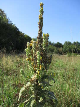 Image of Great Mullein