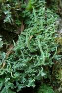 صورة Cladonia coniocraea (Flörke) Spreng.