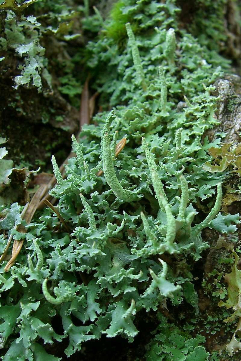 صورة Cladonia coniocraea (Flörke) Spreng.