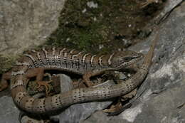 Image of Pygmy Alligator Lizard