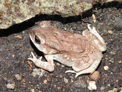 Image of Asian black-spined toad