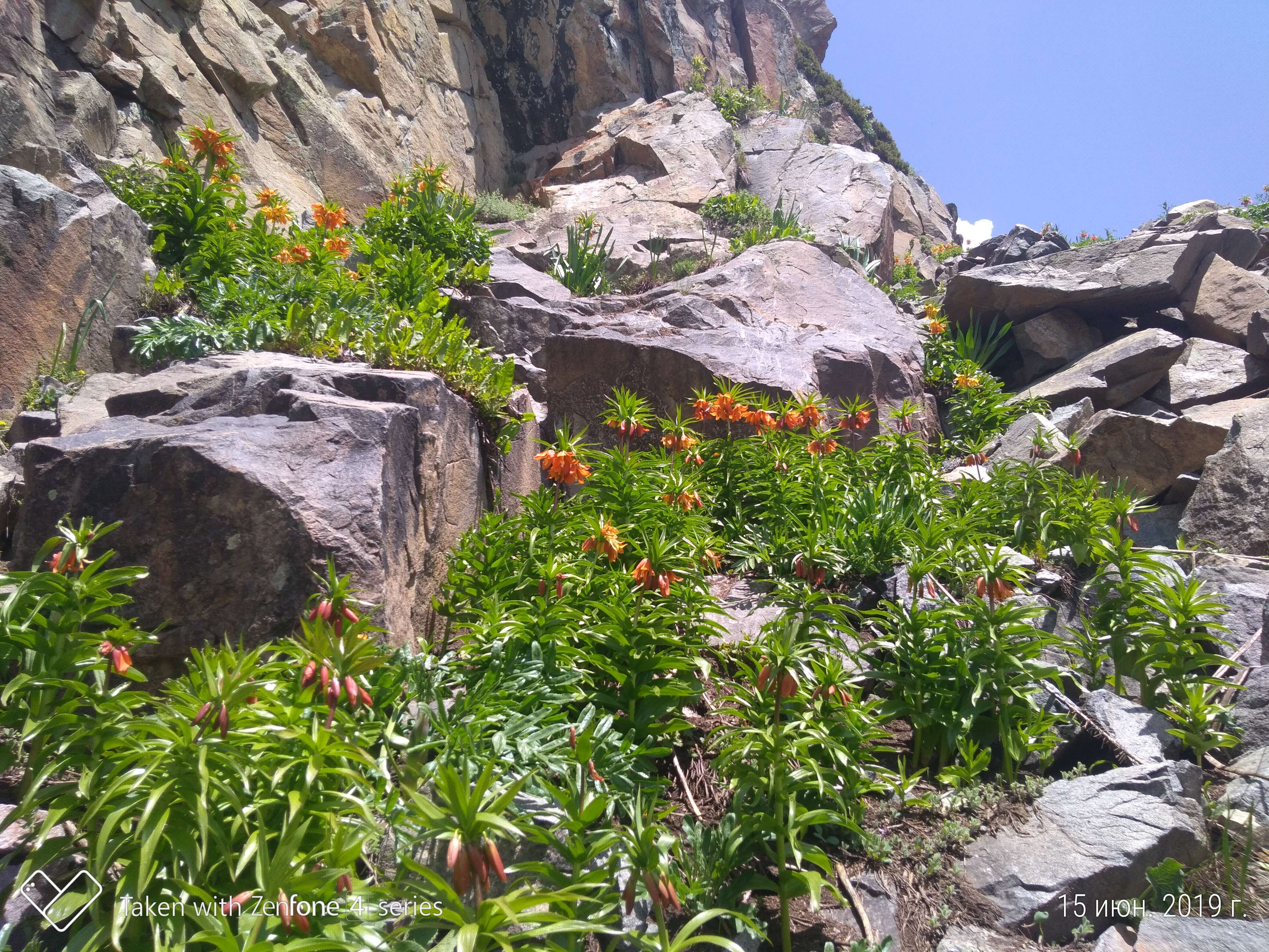 Image of Fritillaria eduardii A. Regel ex Regel