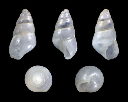 Odostomia omphaloessa R. B. Watson 1897的圖片