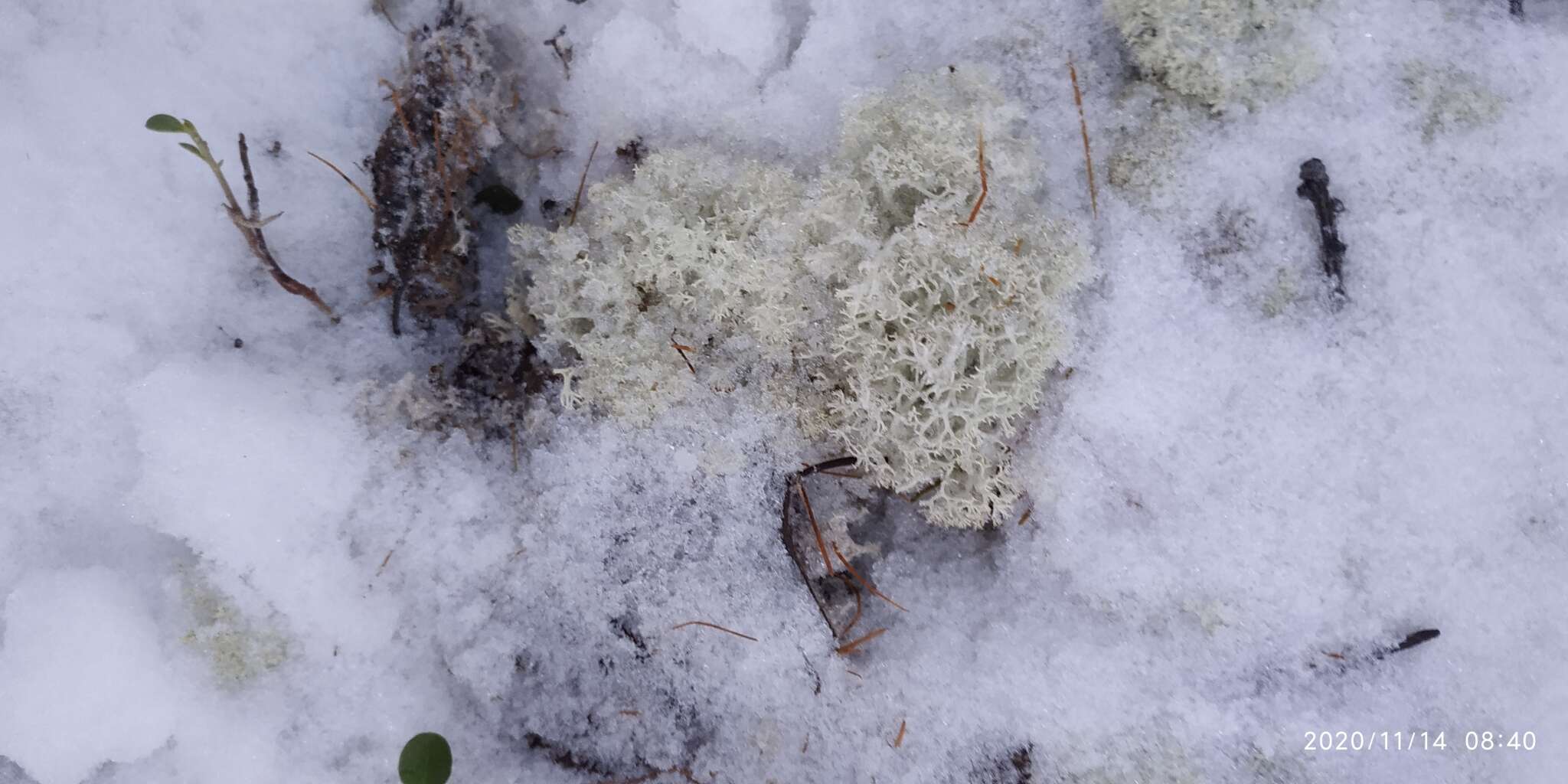 Image of Reindeer lichen