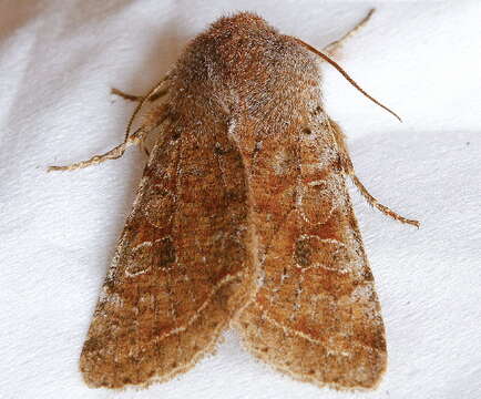 Imagem de Orthosia hibisci Guenée 1852