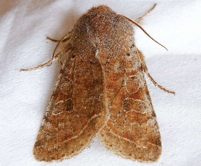 Imagem de Orthosia hibisci Guenée 1852