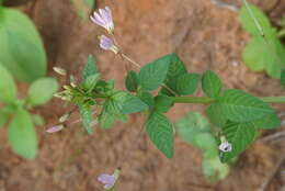 Imagem de Sieruela rutidosperma (DC.) Roalson & J. C. Hall