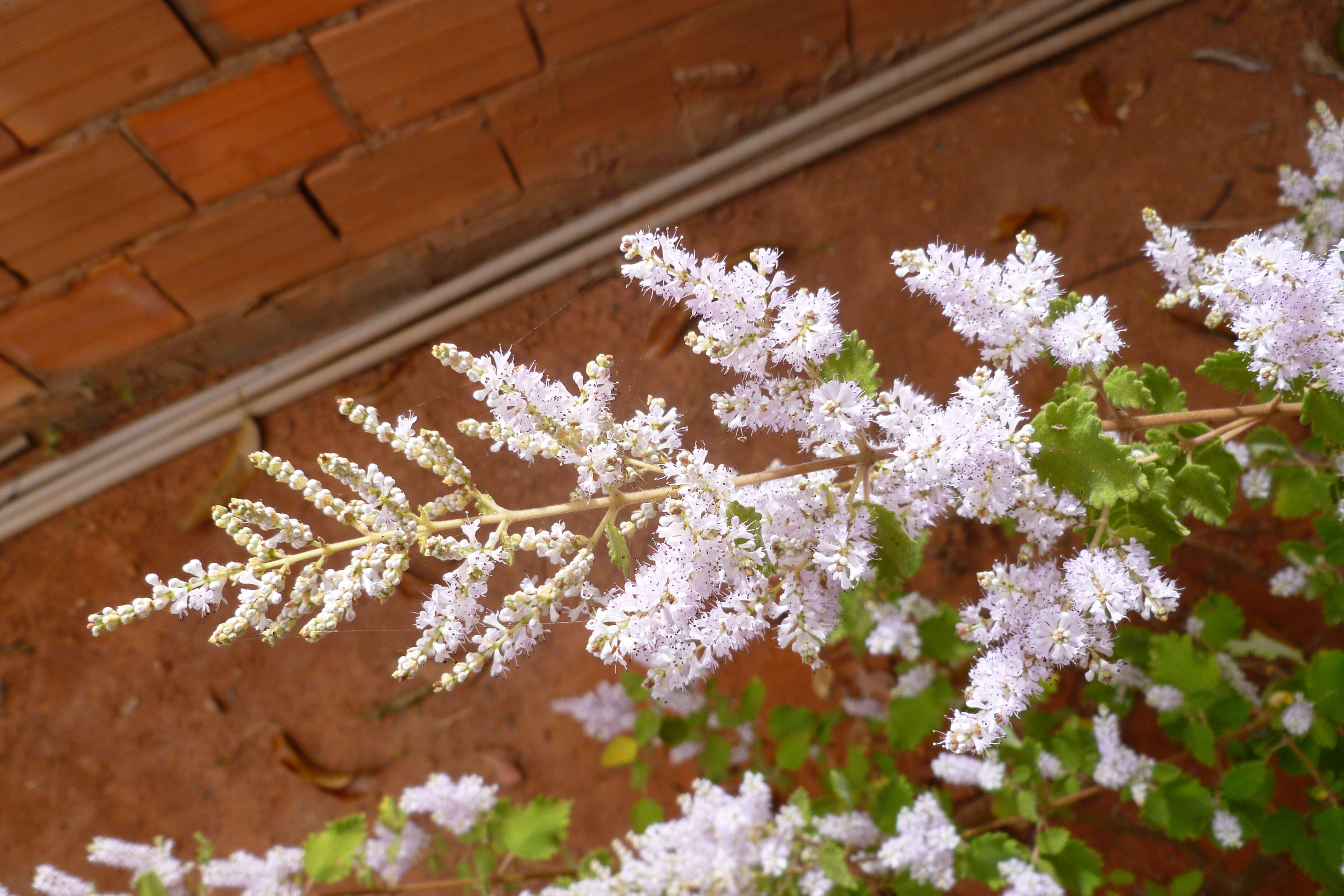 Image of Ginger Bush