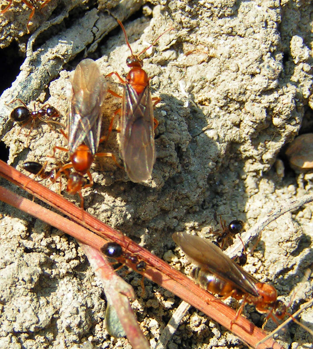 Image of False Honey Ant