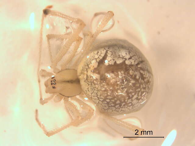 Image of Enoplognatha latimana Hippa & Oksala 1982