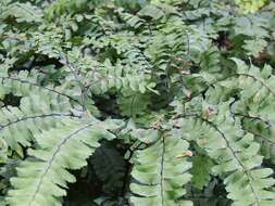 Image of Northern maidenhair fern