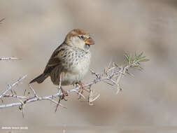 Image of Spanish Sparrow