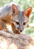 Image of Grey Foxes