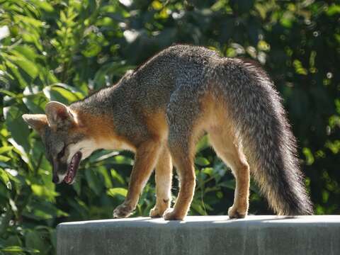 Image of Grey Foxes