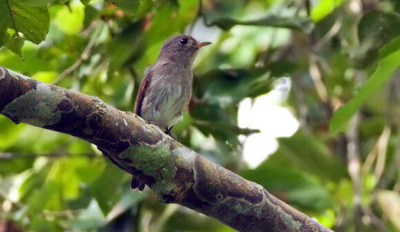 Image of Ashy-breasted Flycatcher