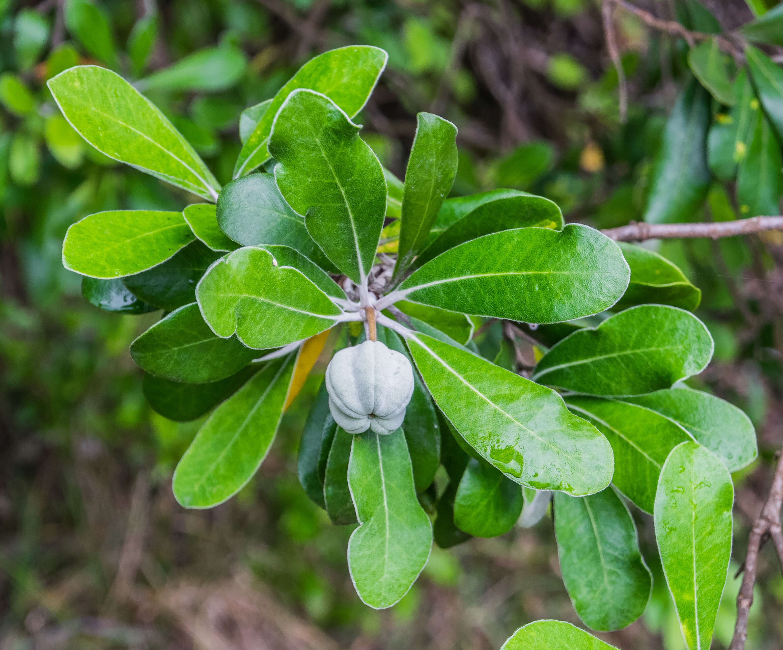 Image de Pittosporum crassifolium Banks & Sol. ex A. Cunningham