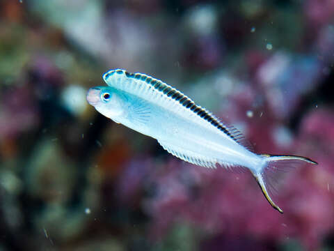 Image of Imposter Fangblenny