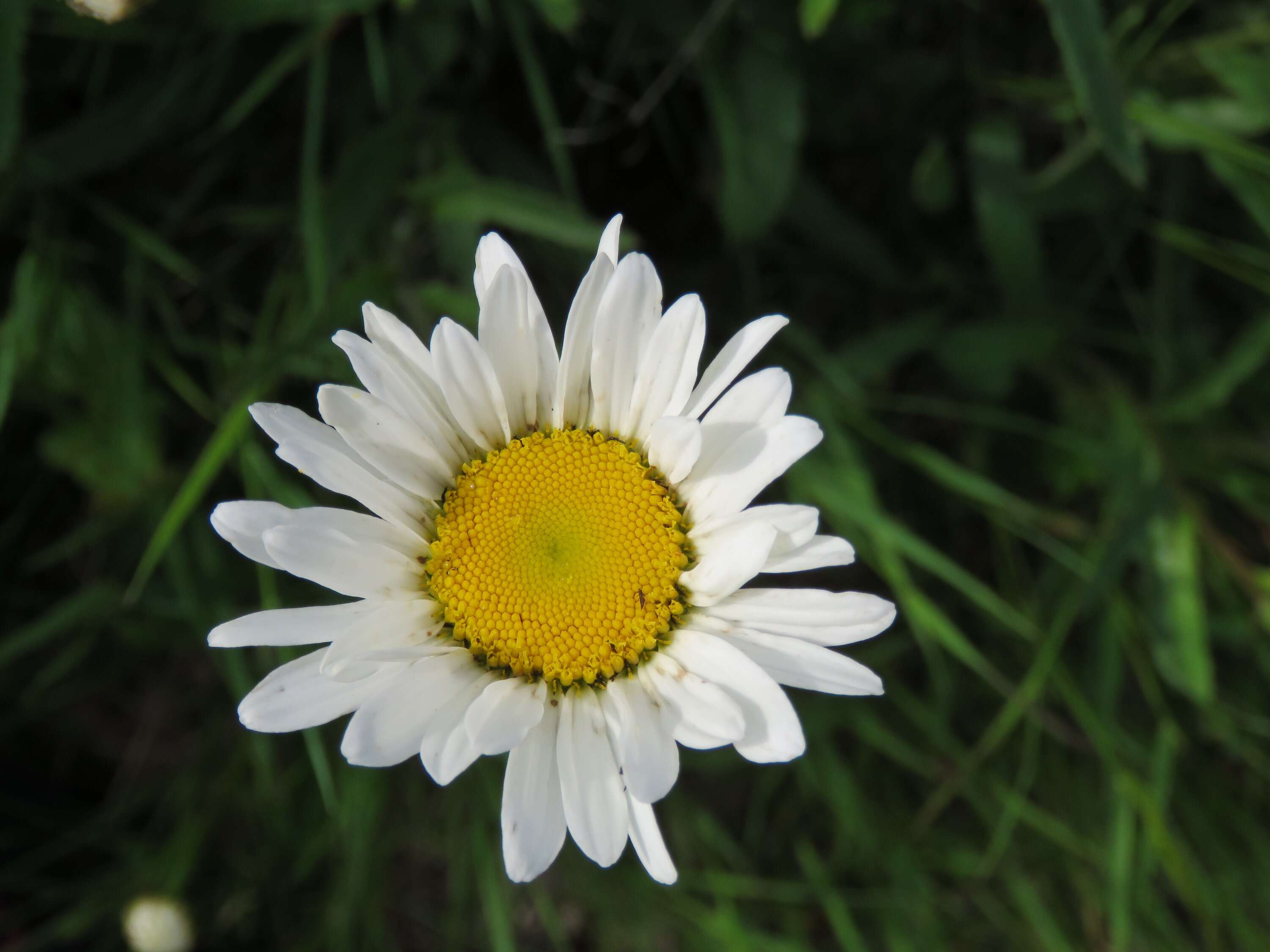 Image of Oxeye Daisy