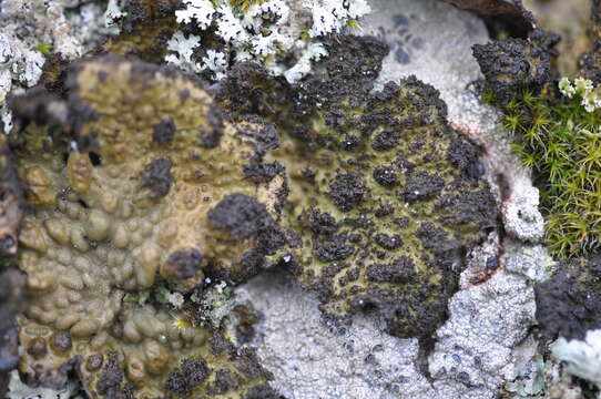 Image of blistered navel lichen