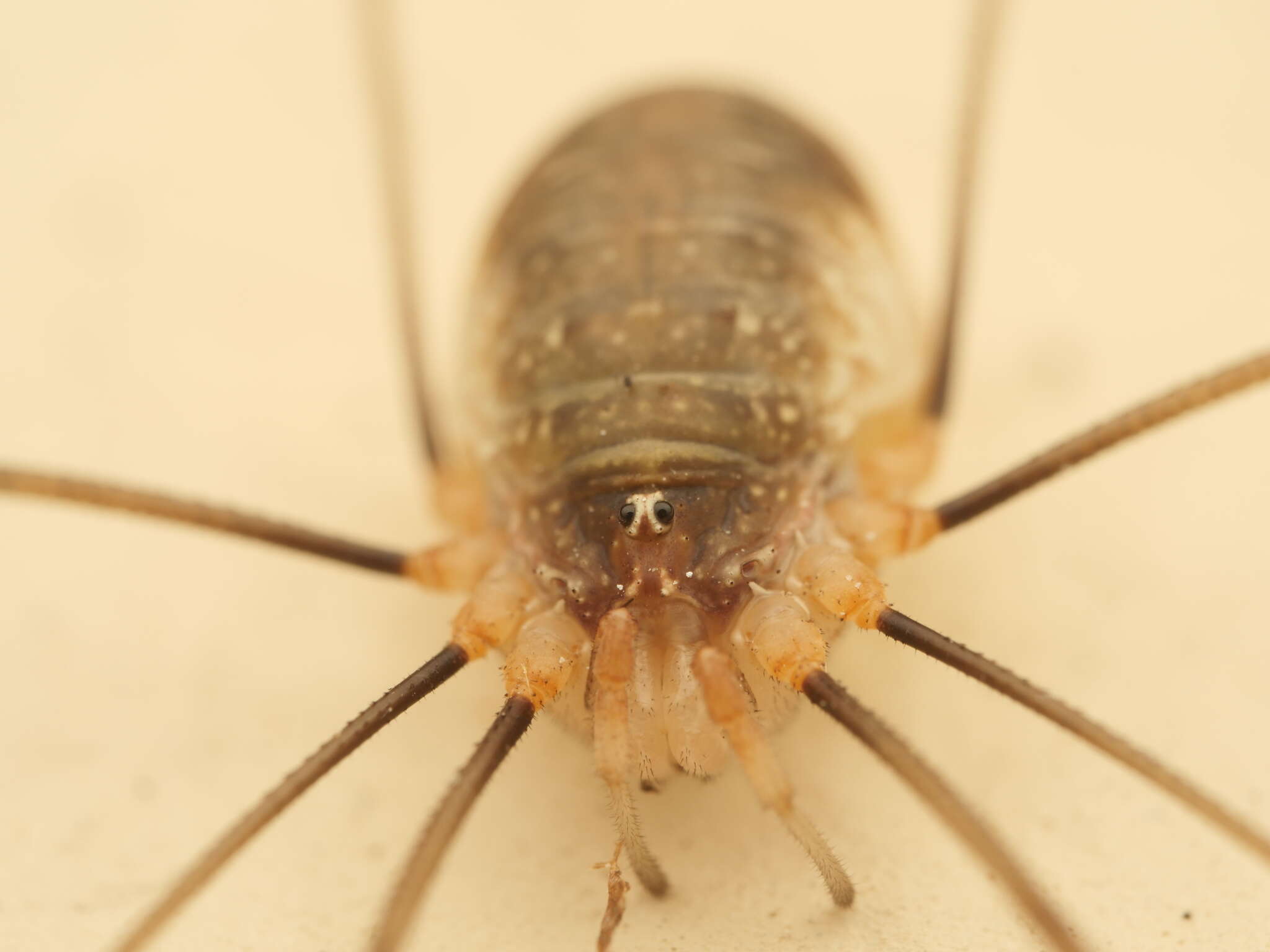 Image of Opilio canestrinii