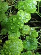 Imagem de Hydrocotyle sibthorpioides Lam.