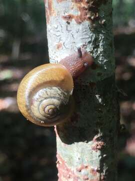 Image of Neohelix albolabris