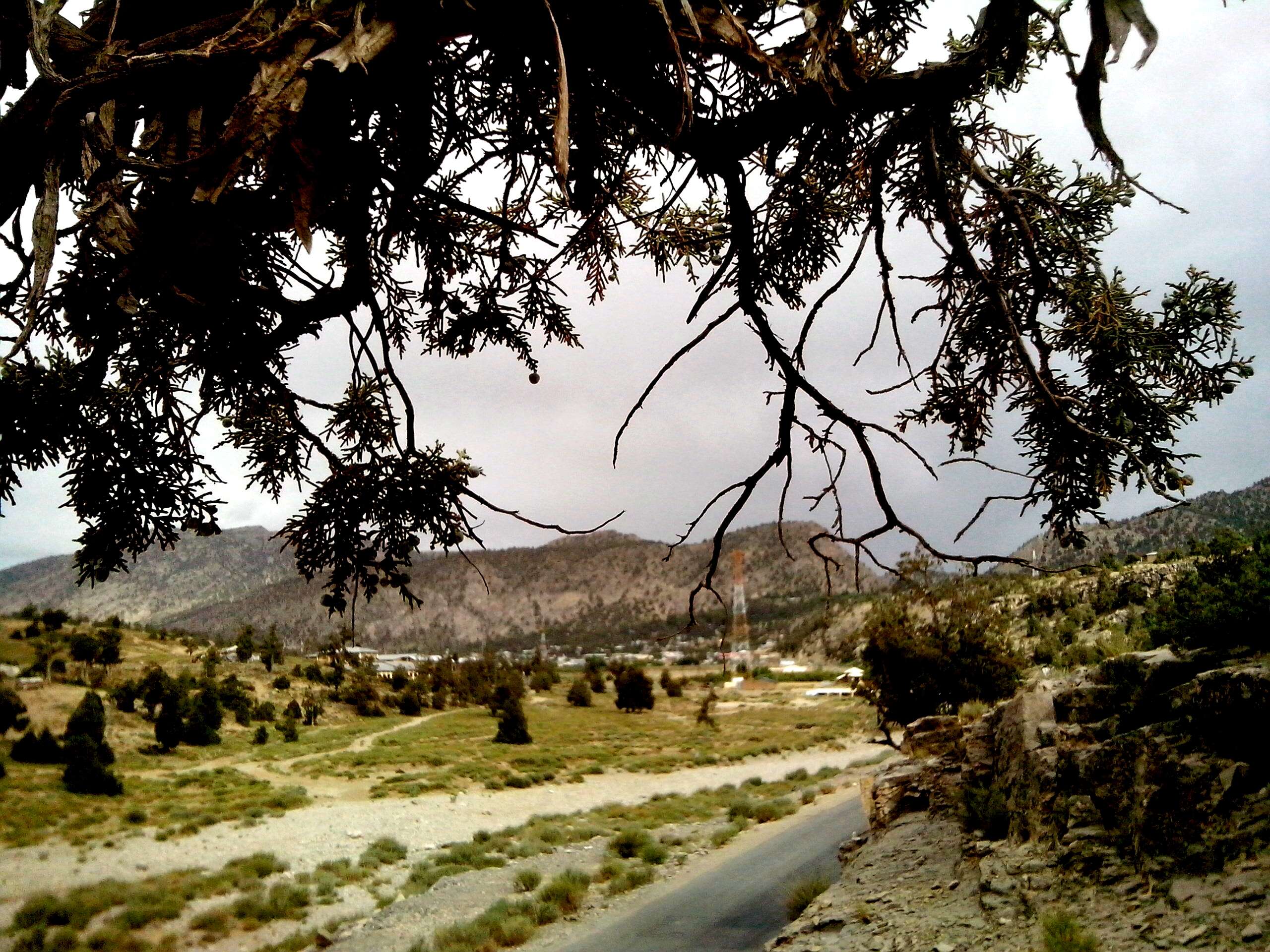 Plancia ëd Juniperus excelsa subsp. polycarpos (K. Koch) Takht.