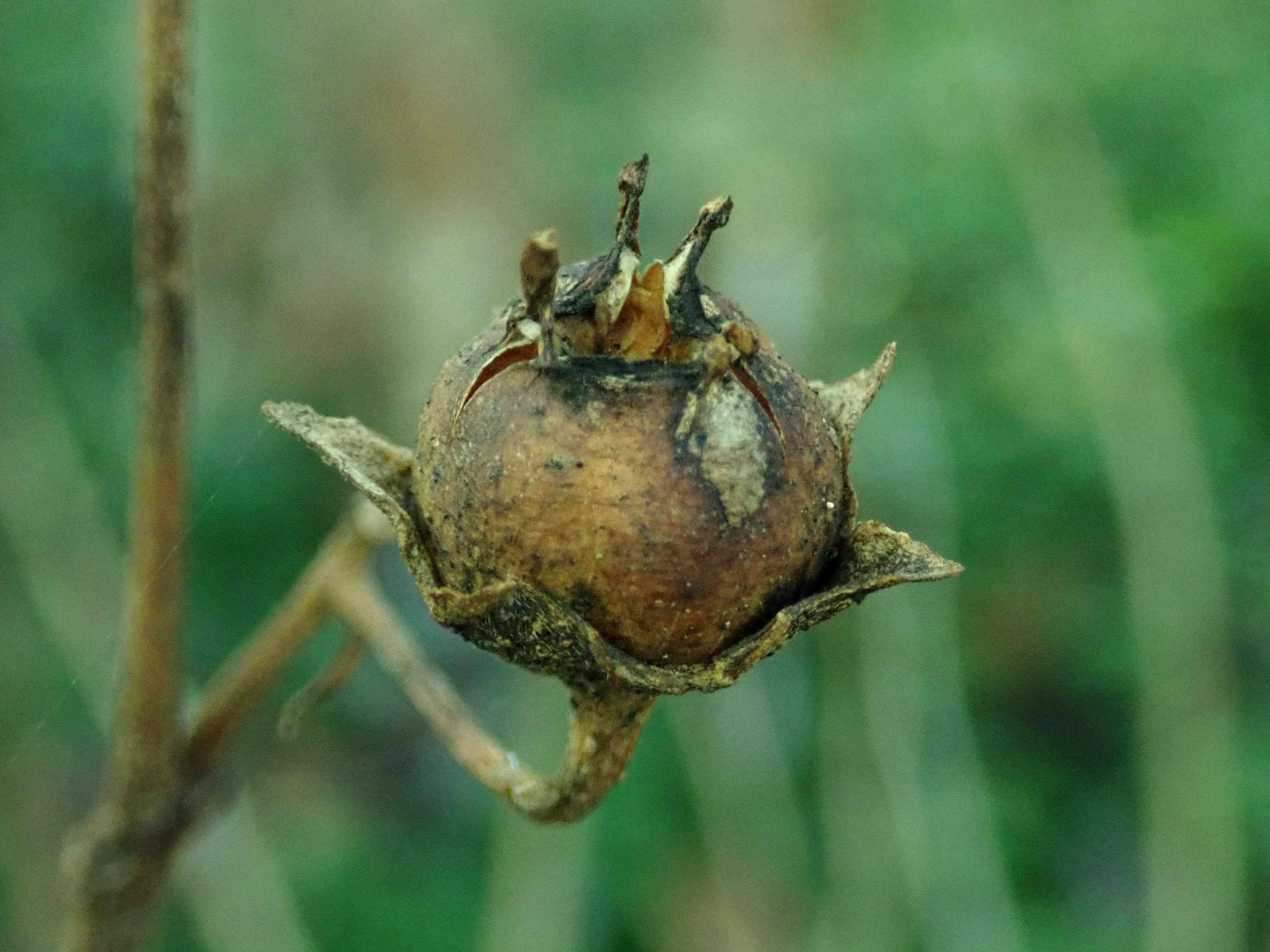 Image of Kirengeshoma palmata Yatabe