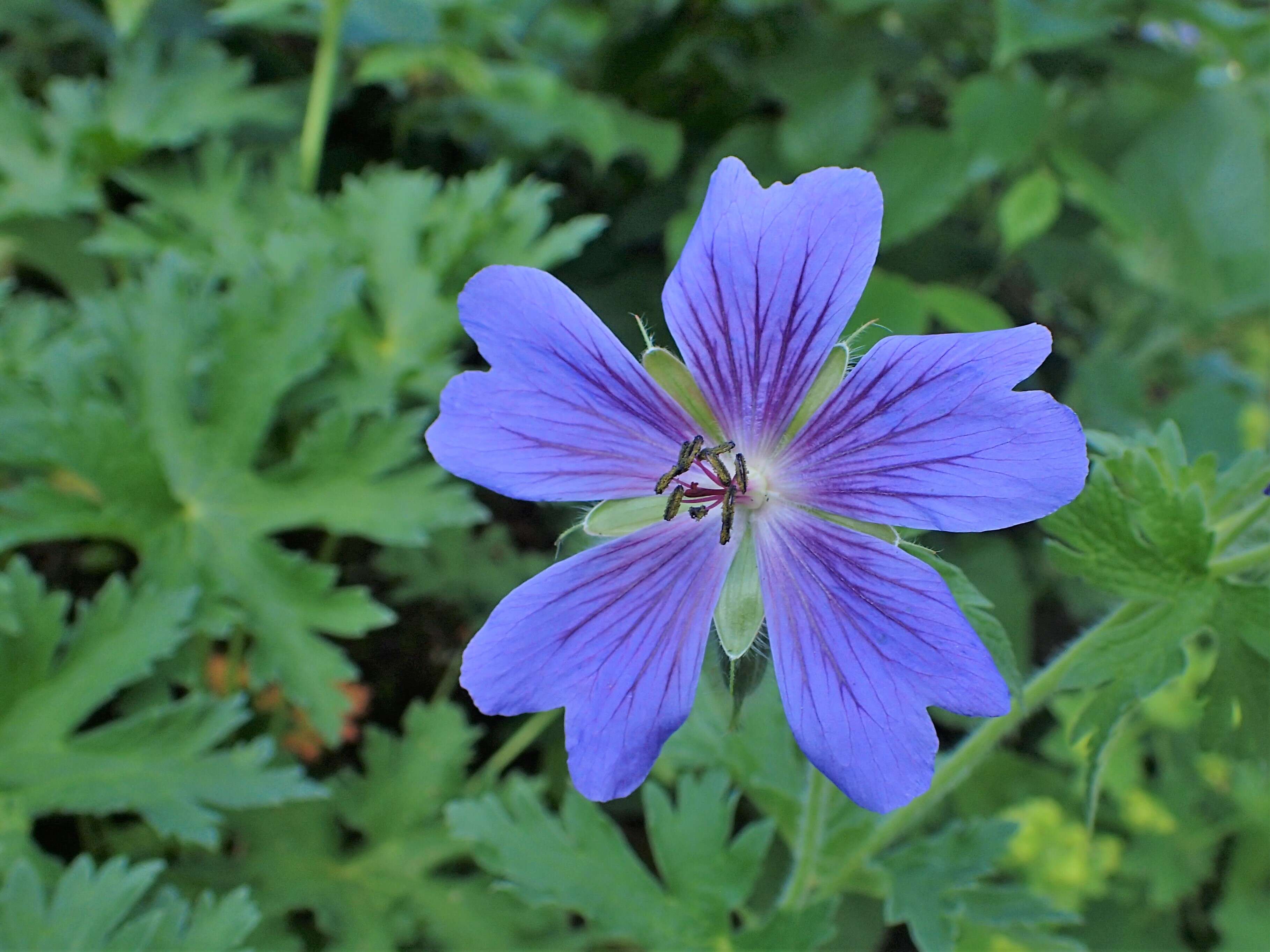 Image of Glandular Crane's-bill