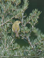 Image of Greenish Warbler