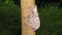 Image of Walnut Caterpillar Moth