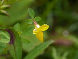 Image of Common Bird's-foot-trefoil