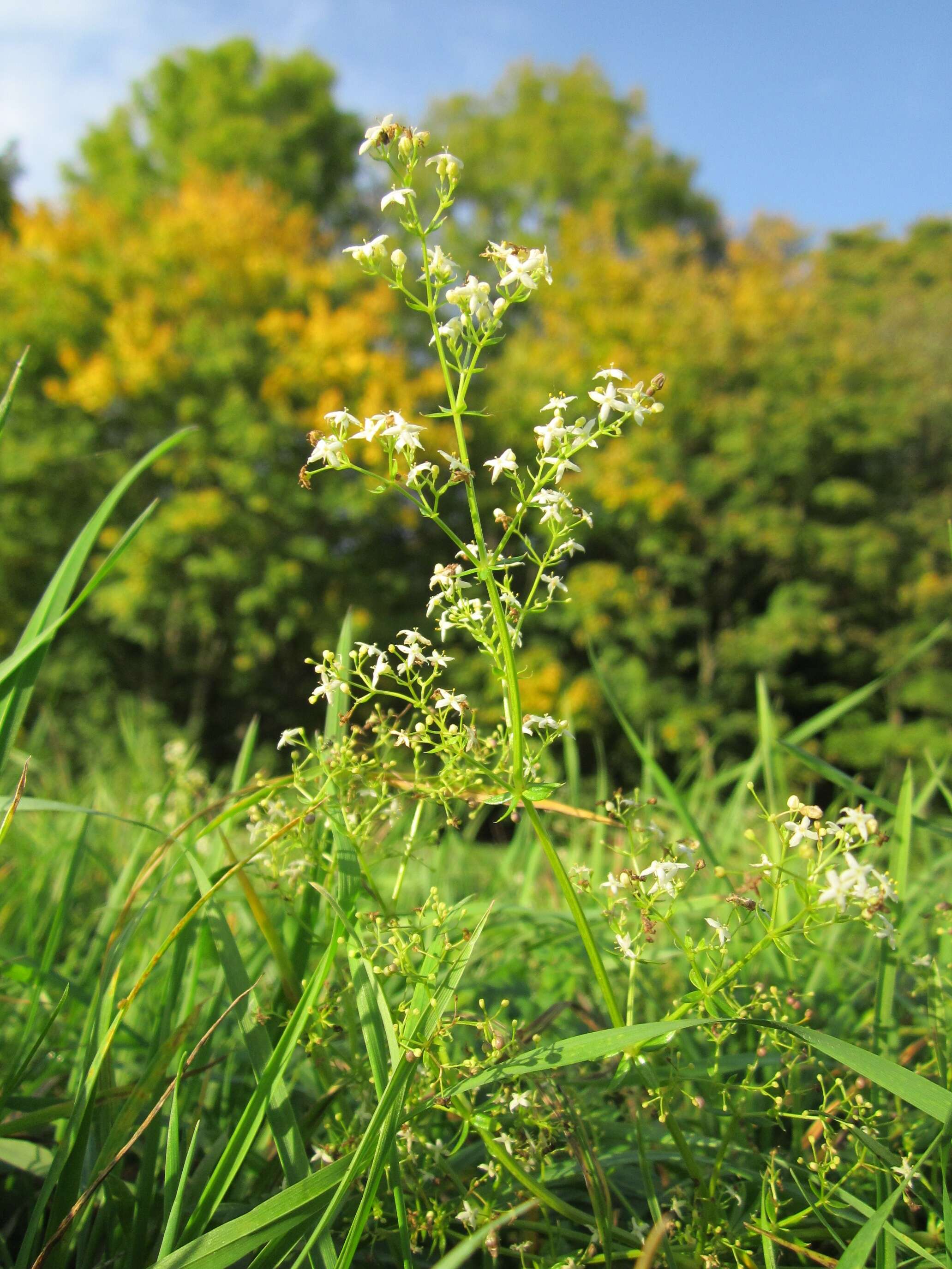 Image of White bedstraw